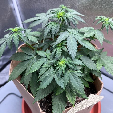 Fat Banana Automatic growlog timeline photo