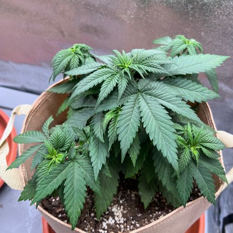 Critical growlog timeline photo