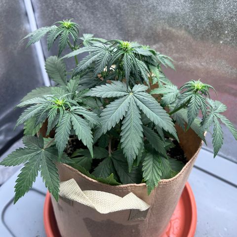 Fat Banana Automatic growlog timeline photo