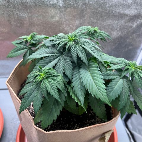Critical growlog timeline photo