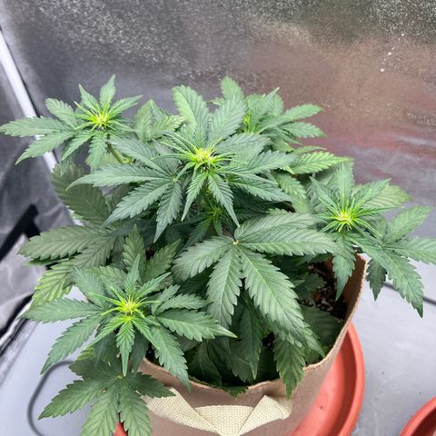 Fat Banana Automatic growlog timeline photo