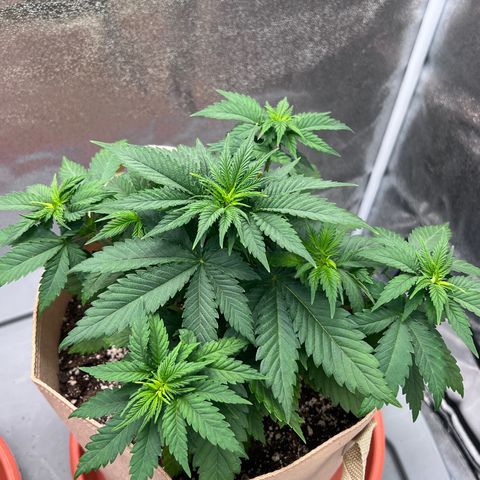 Critical growlog timeline photo