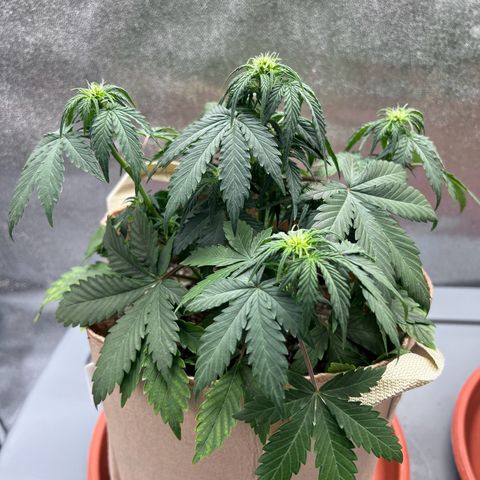 Fat Banana Automatic growlog timeline photo