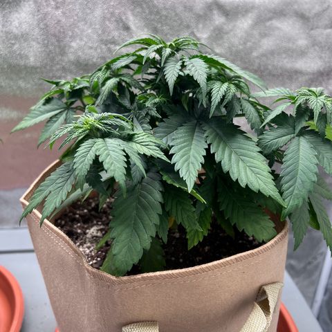 Critical growlog timeline photo