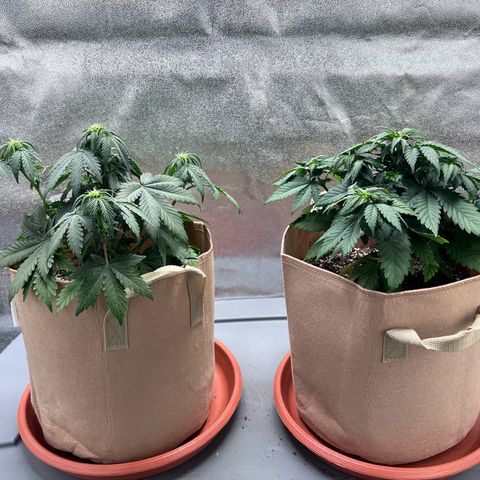 Critical growlog timeline photo