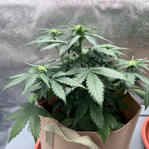 Fat Banana Automatic growlog timeline photo