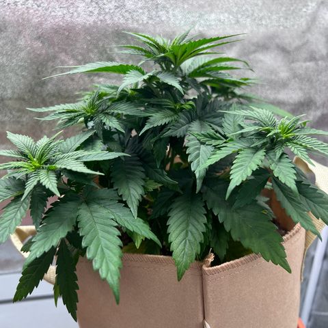 Critical growlog timeline photo