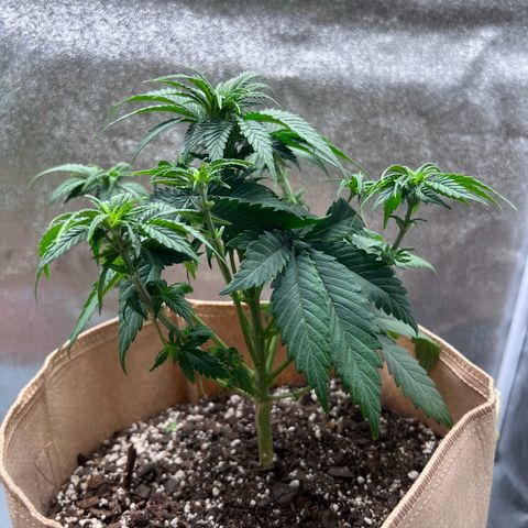 Critical growlog timeline photo
