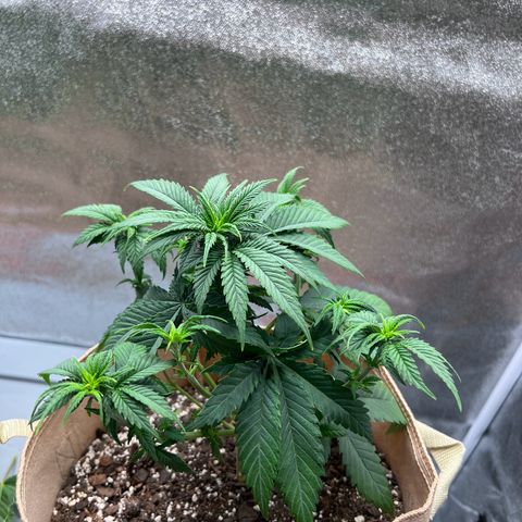 Critical growlog timeline photo