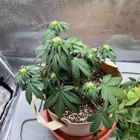 Fat Banana Automatic growlog timeline photo
