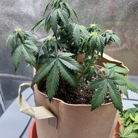 Fat Banana Automatic growlog timeline photo