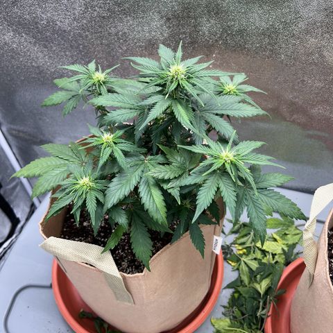 Fat Banana Automatic growlog timeline photo