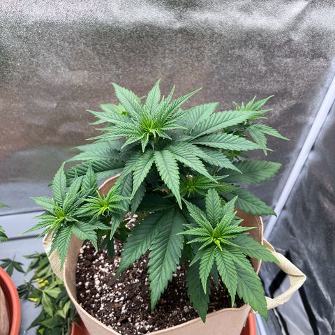 Critical growlog timeline photo