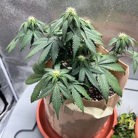 Fat Banana Automatic growlog timeline photo