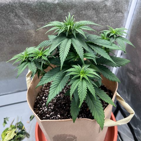 Critical growlog timeline photo