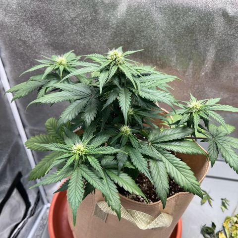 Fat Banana Automatic growlog timeline photo