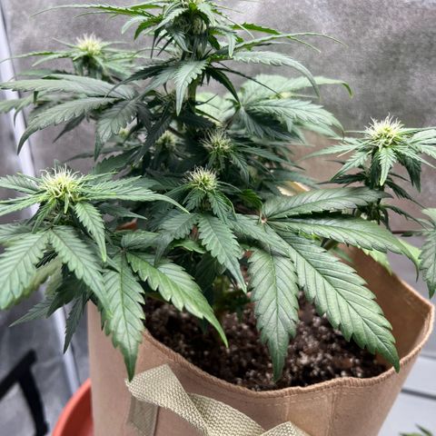 Fat Banana Automatic growlog timeline photo