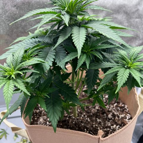 Critical growlog timeline photo