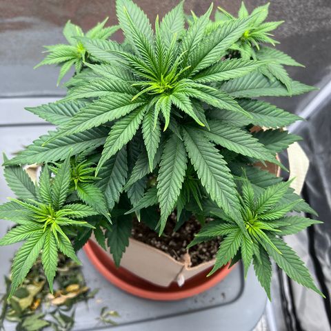 Critical growlog timeline photo