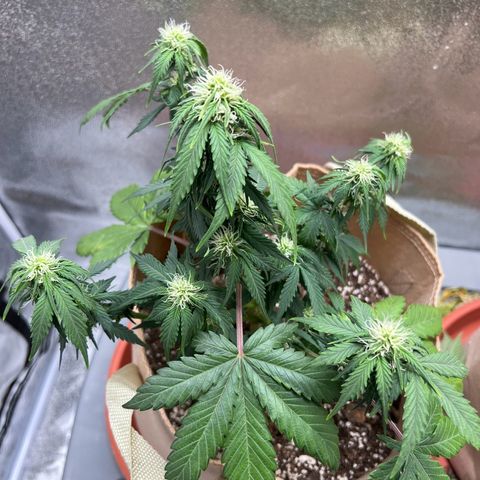 Fat Banana Automatic growlog timeline photo