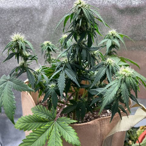 Fat Banana Automatic growlog timeline photo
