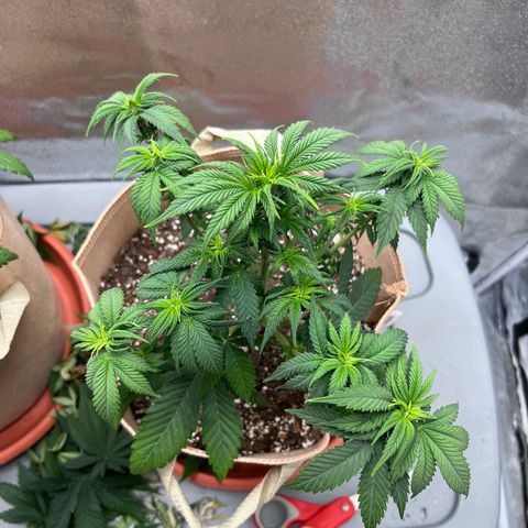Critical growlog timeline photo