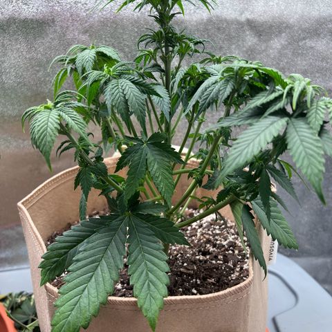 Critical growlog timeline photo