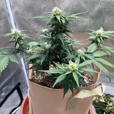 Fat Banana Automatic growlog timeline photo