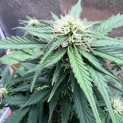 Fat Banana Automatic growlog timeline photo