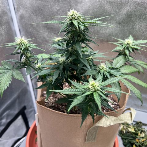 Fat Banana Automatic growlog timeline photo