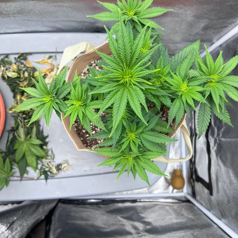 Critical growlog timeline photo