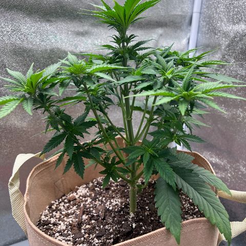 Critical growlog timeline photo