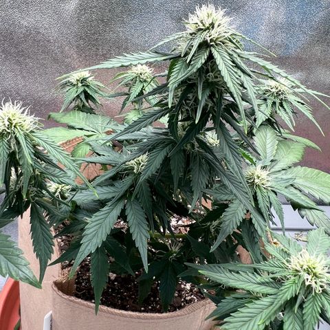Fat Banana Automatic growlog timeline photo