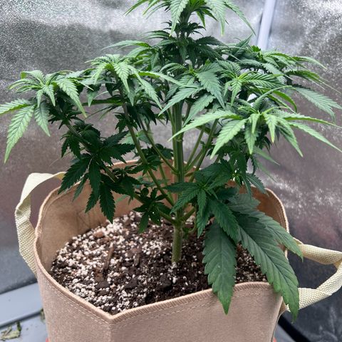 Critical growlog timeline photo