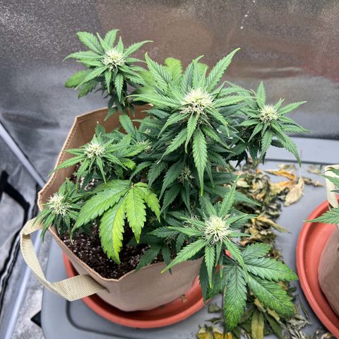 Fat Banana Automatic growlog timeline photo