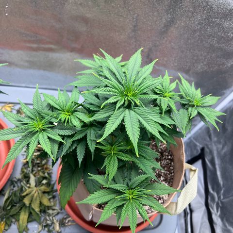 Critical growlog timeline photo