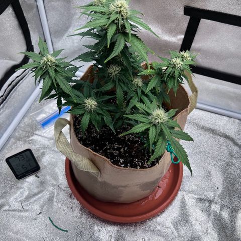 Fat Banana Automatic growlog timeline photo