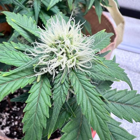 Fat Banana Automatic growlog timeline photo
