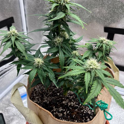 Fat Banana Automatic growlog timeline photo