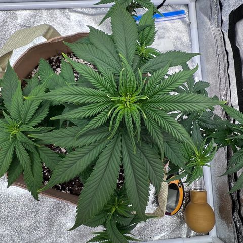 Critical growlog timeline photo