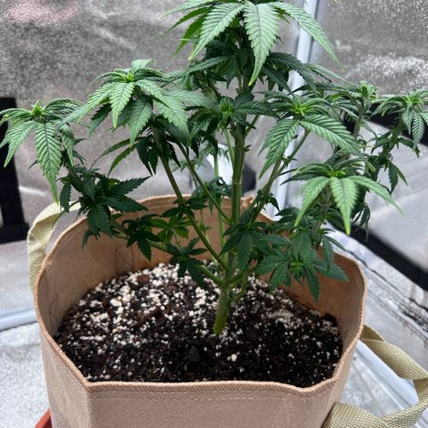 Critical growlog timeline photo
