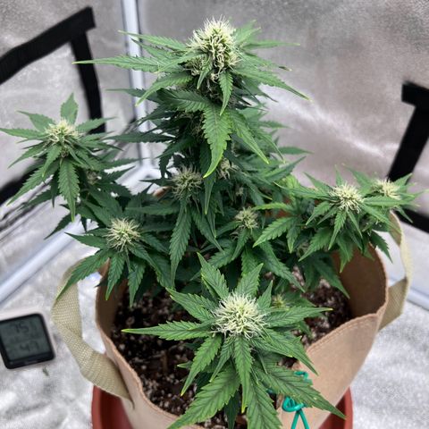 Fat Banana Automatic growlog timeline photo