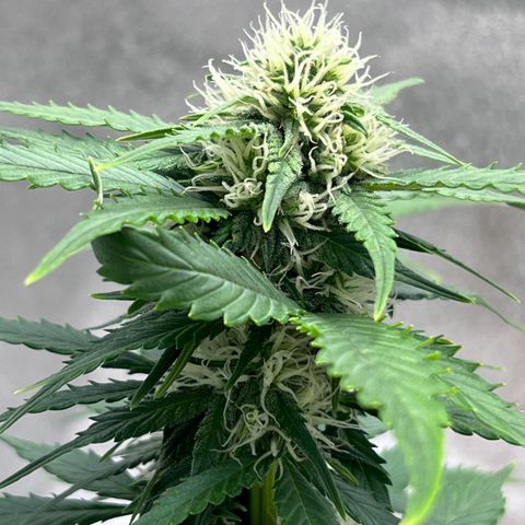 Fat Banana Automatic growlog timeline photo