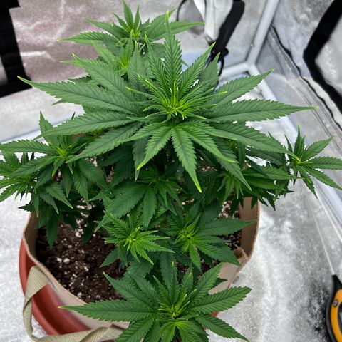 Critical growlog timeline photo