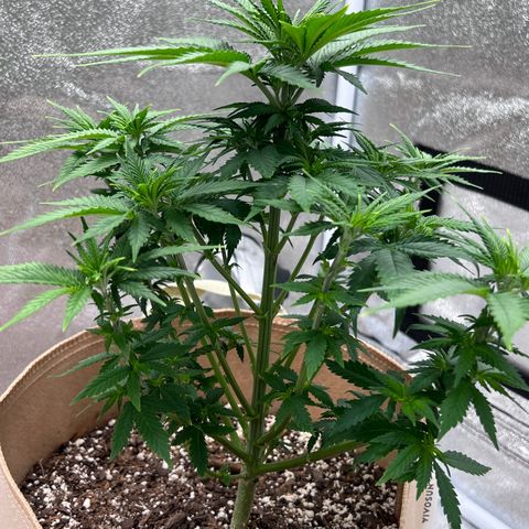 Critical growlog timeline photo
