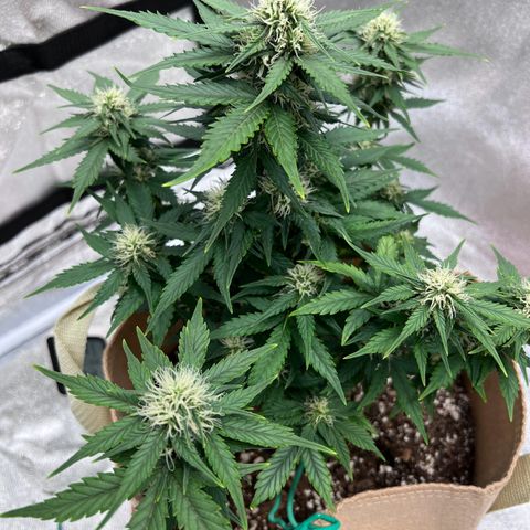 Fat Banana Automatic growlog timeline photo