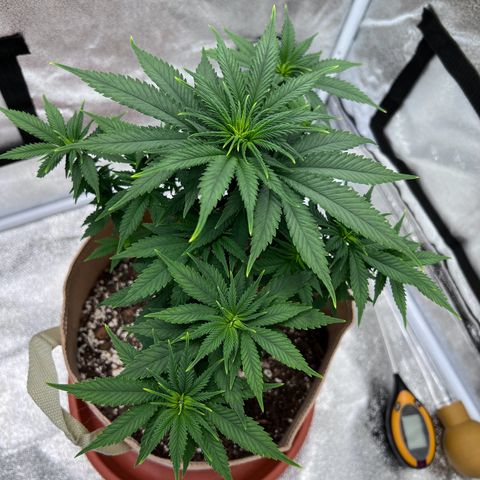 Critical growlog timeline photo