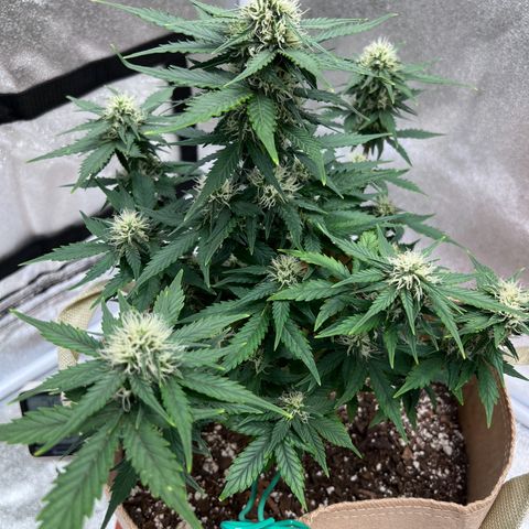 Fat Banana Automatic growlog timeline photo