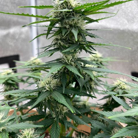 Fat Banana Automatic growlog timeline photo