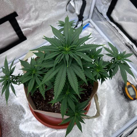 Critical growlog timeline photo